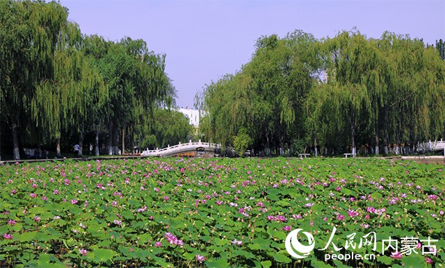 烏海市人民公園一景。烏海市委宣傳部供圖
