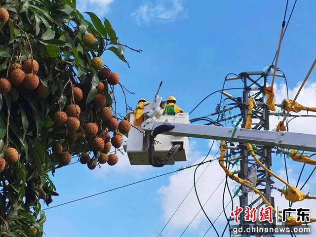 南方電網(wǎng)廣東茂名供電局加快電網(wǎng)提檔升級(黃琦之 攝)