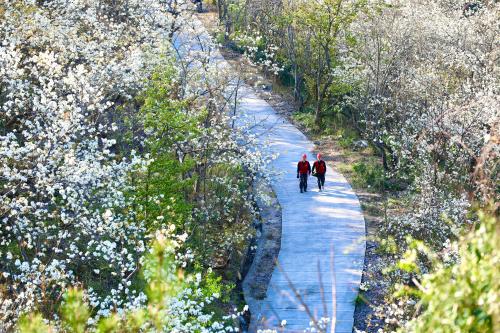 壽寧公司：梨山飛雪映紅霞 電力護(hù)航春意濃 (2)(1).jpg